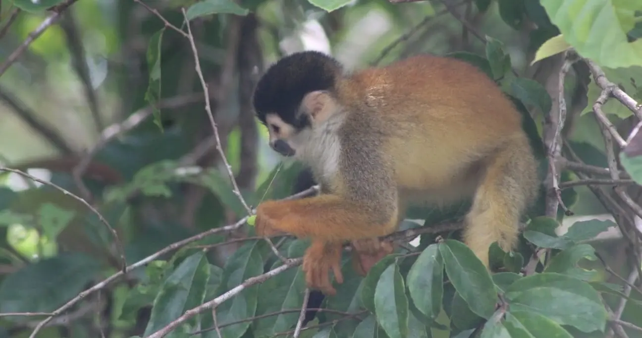 San Pedrillo Ranger Station – Corcovado National Park – 3