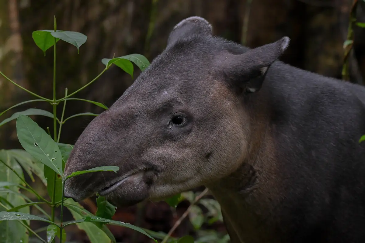 San Pedrillo Ranger Station – Corcovado National Park – 4
