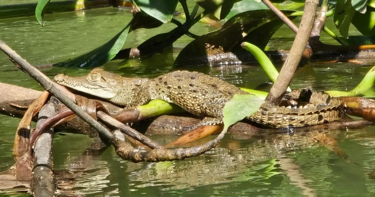 Mangrove Kayak – 3