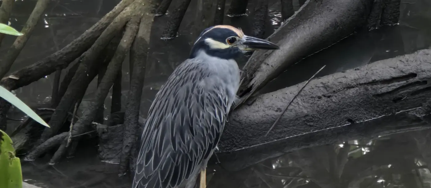 Mangrove Kayak – 4