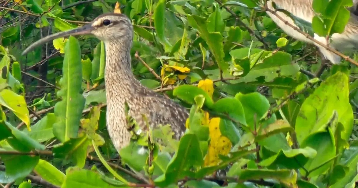 Wildlife Mangrove Boat Tour – 2