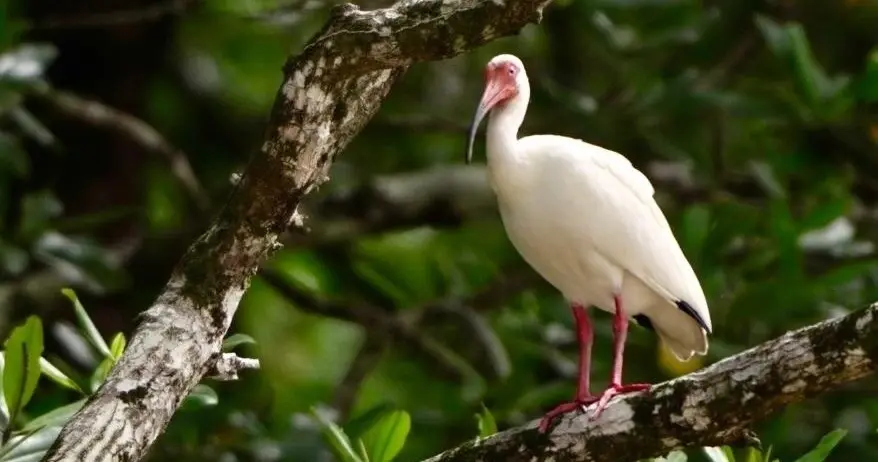 Wildlife Mangrove Boat Tour – 3
