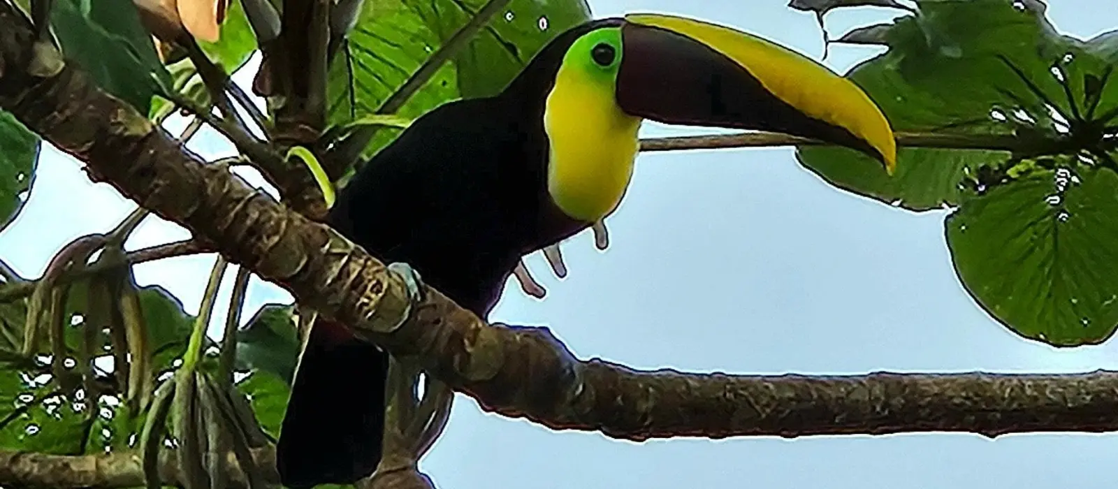 Nature Hike in Marino Ballena National Park – 2