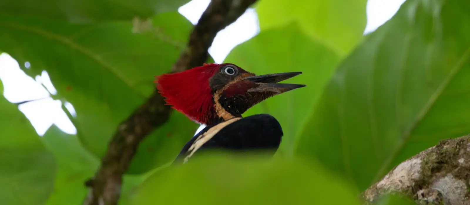 Nature Hike in Marino Ballena National Park – 3