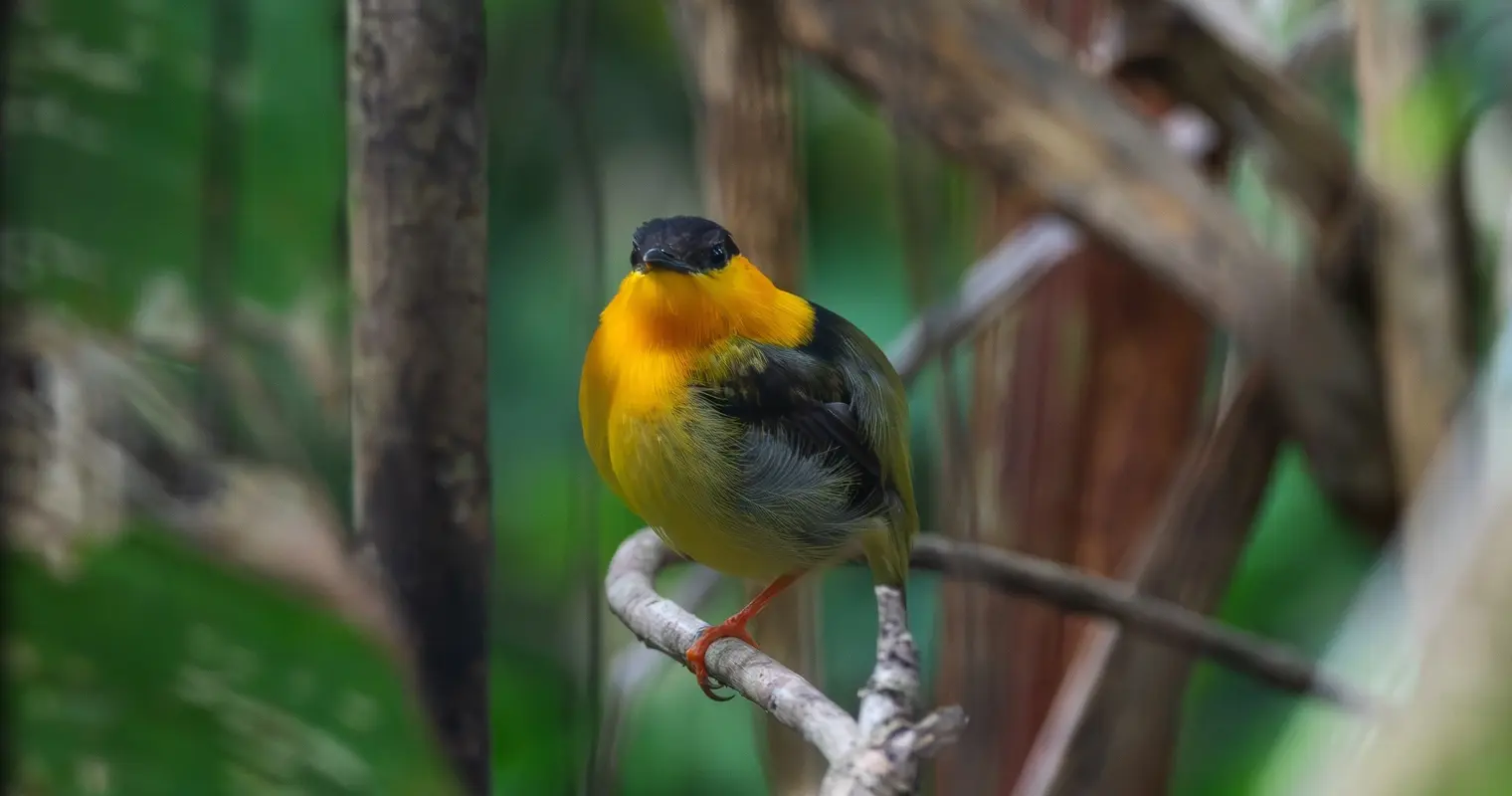 Nature Hike in Marino Ballena National Park – 4