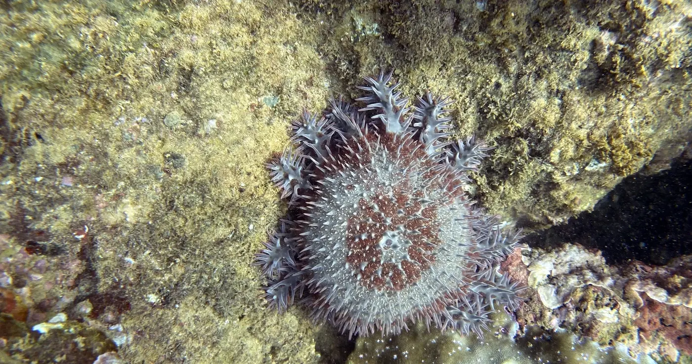 Caño Island Snorkeling – 2