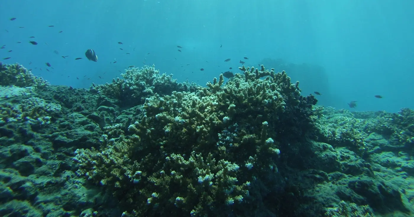 Caño Island Snorkeling – 3