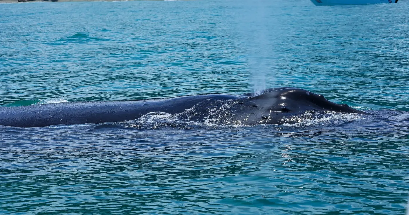 Uvita Whales & Dolphins Tour – 2
