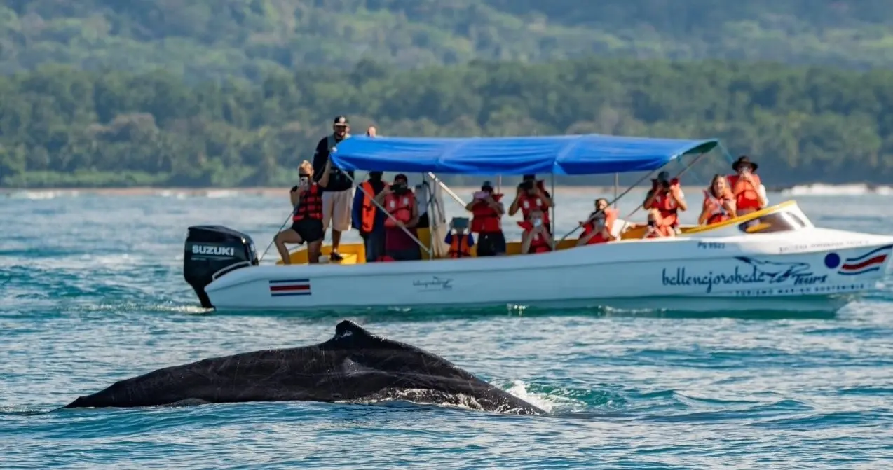 Uvita Whales & Dolphins Tour – 3