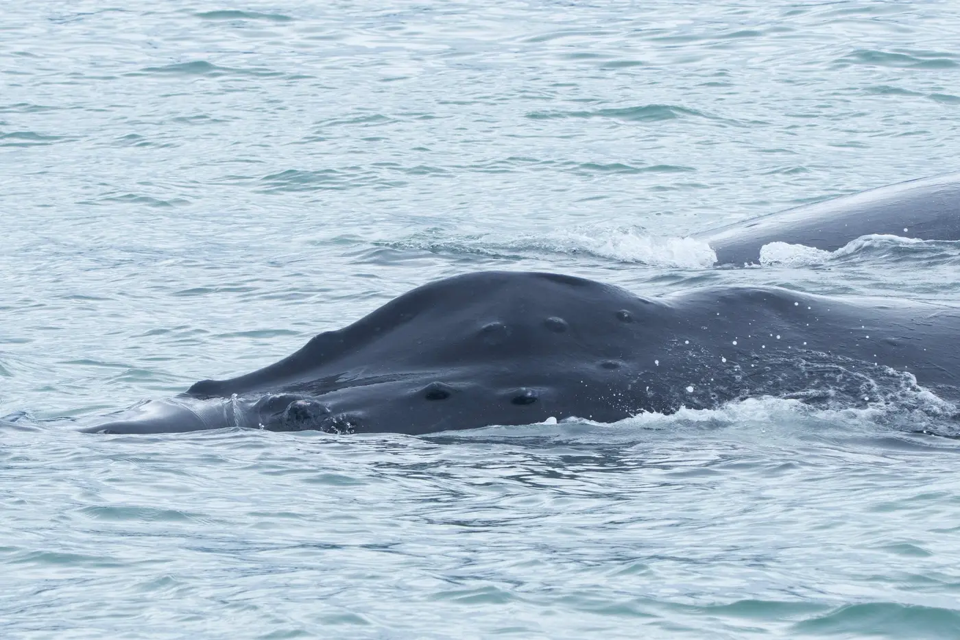 Uvita Whales & Dolphins Tour – 4